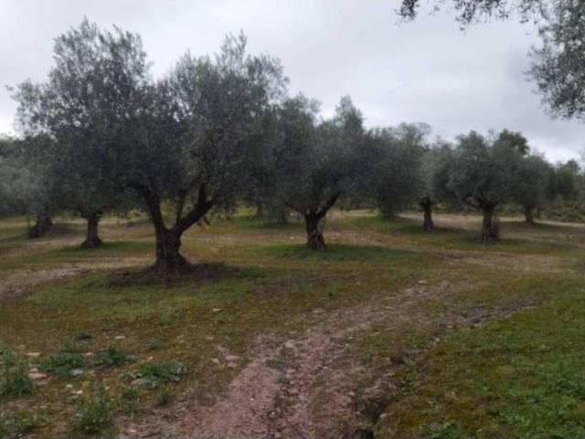 Terreno en venta en La Pueblanueva, Castilla-La Mancha