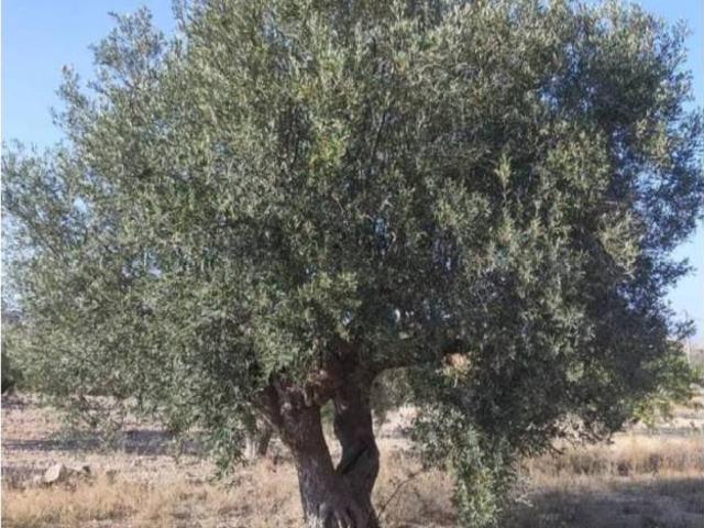Terreno en venta en el Vinalopó Mitjà / El Vinalopó Medio, Valencia