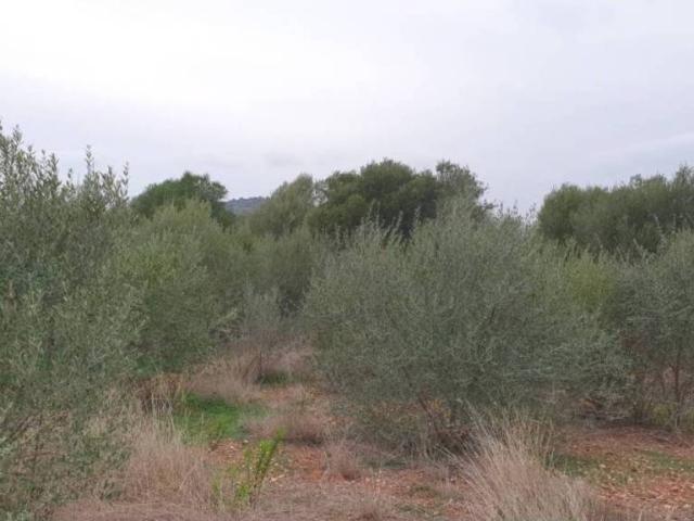 Terreno en venta en la Plana Baixa, Valencia
