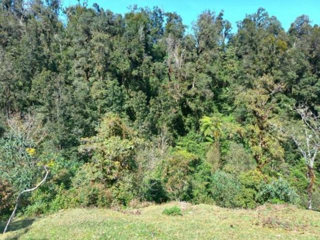 Terreno en venta en la zona de Teziutlán