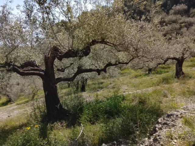 Terreno en venta en Baix Ebre, Catalunya