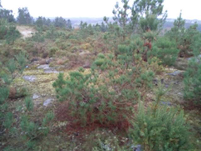 Terreno en venta en Lalín Terreno en venta en Lalín