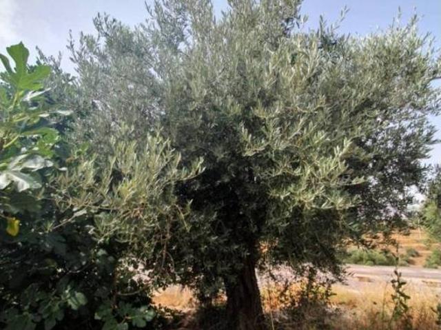 Terreno en venta en Comarca de la Alpujarra Granadina, Andalucía