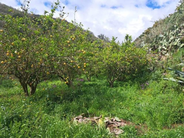 Terreno en venta en Teror, Canarias