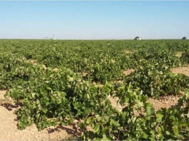 Terreno en venta en Las Pedroñeras, Castilla-La Mancha