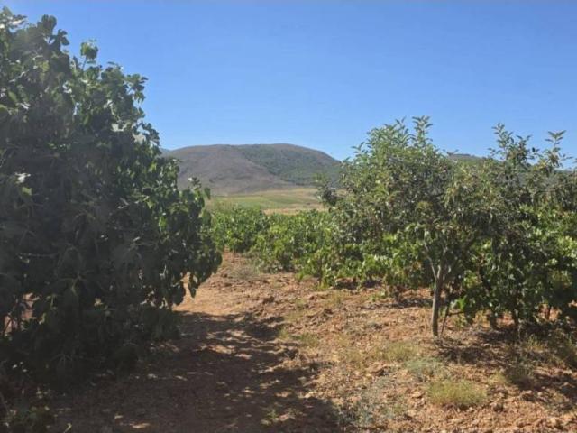 Terreno en venta en Láujar De Andarax, Andalucía