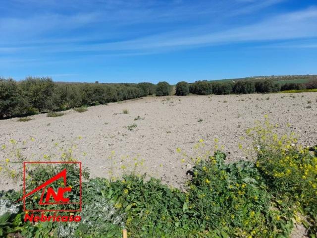 Terreno en venta en Lebrija, Andalucía
