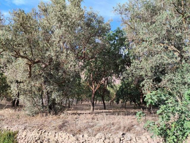 Terreno en venta en Comarca del Valle de Lecrín, Andalucía