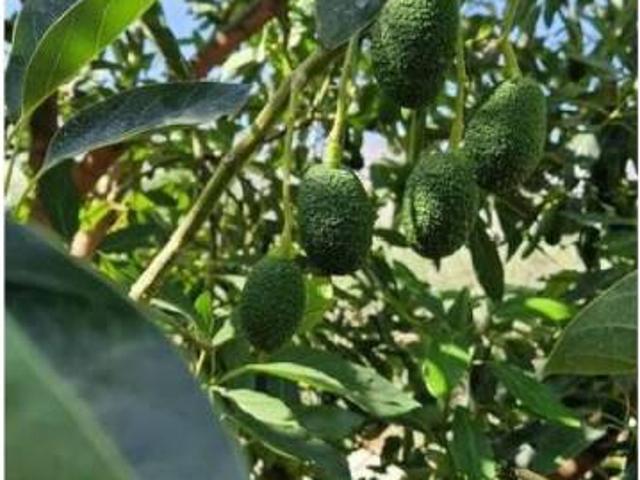 Terreno en venta en Talará, Comarca del Valle de Lecrín