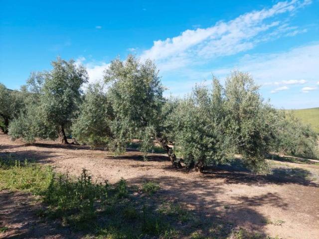 Terreno en venta en Linares, Andalucía