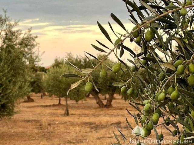 Terreno en venta en Linares, Andalucía