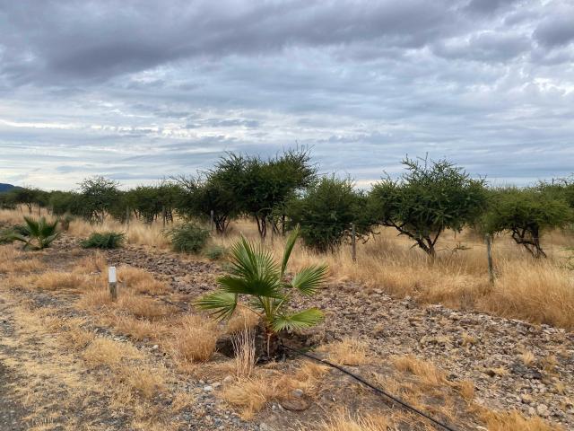 Terreno en Venta en Linares