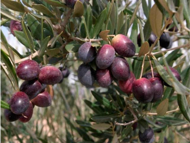 Terreno en venta en Linares, Andalucía