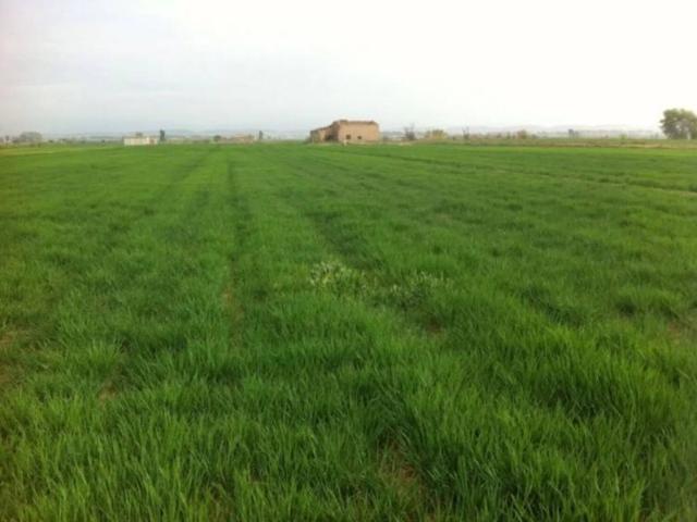 Terreno en venta en Pla d'Urgell, Catalunya