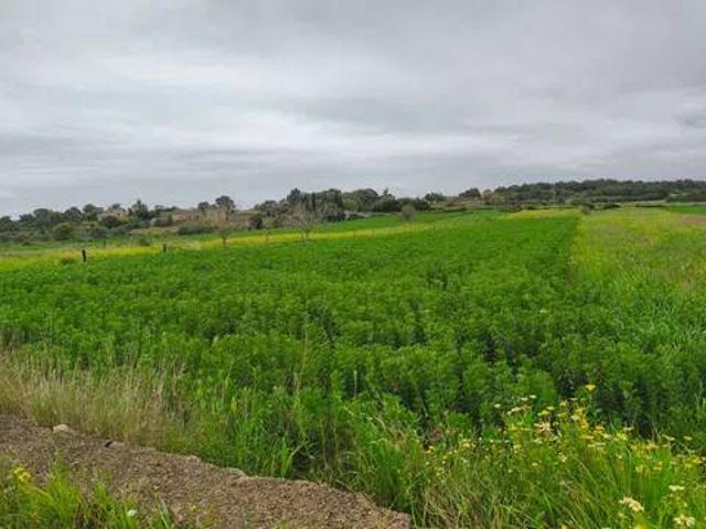 Terreno en venta en Pla de Mallorca, Baleares