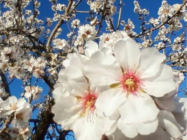 Terreno en venta en Raiguer, Baleares