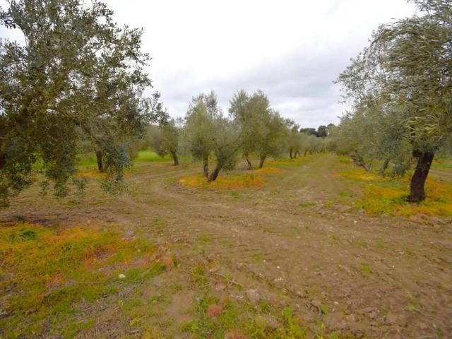 Terreno en venta en Pla de Mallorca, Baleares