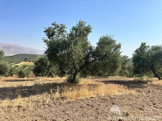 Terreno en venta en Comarca de Loja, Andalucía