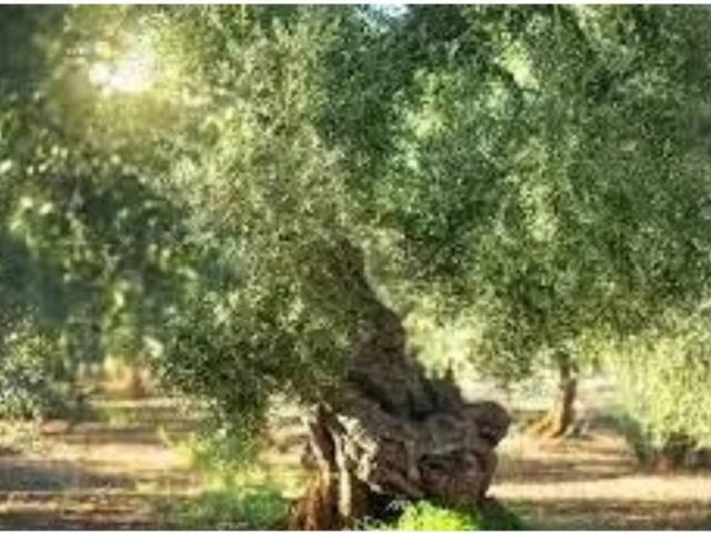Terreno en venta en Lora Del Río, Andalucía