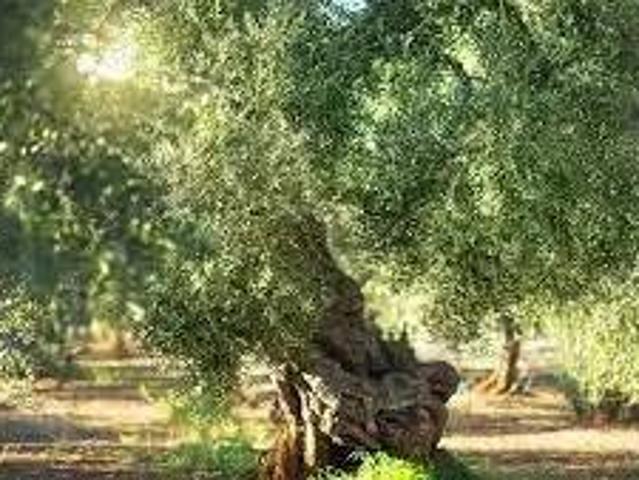Terreno en venta en Lora Del Río, Andalucía