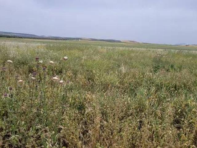 Terreno en venta en Los Navalmorales, Castilla-La Mancha