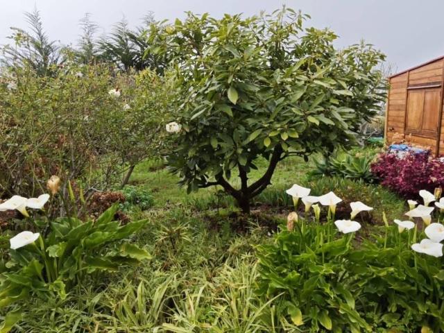 Terreno en venta en Los Realejos, Canarias
