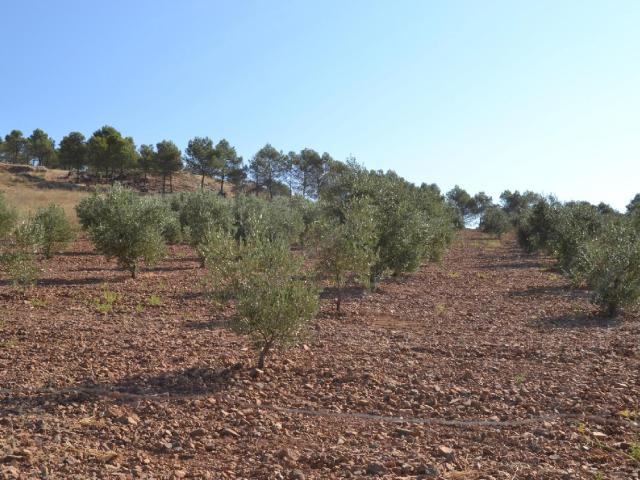 Terreno en venta en Los Santos De Maimona, Extremadura