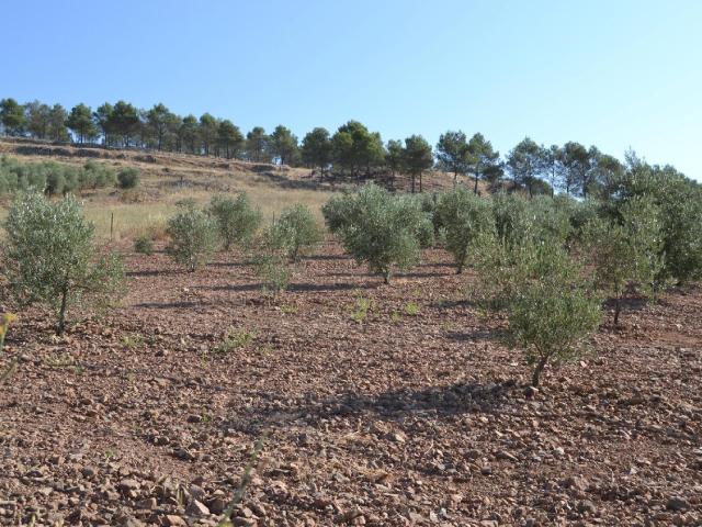 Terreno en venta en Los Santos De Maimona, Extremadura