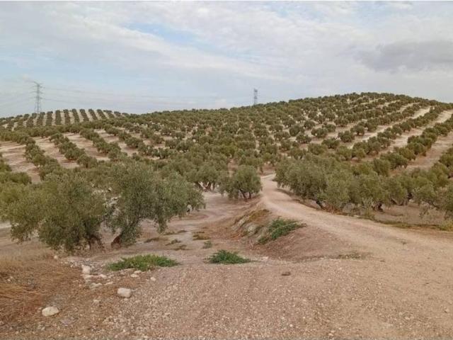 Terreno en venta en Lucena, Andalucía