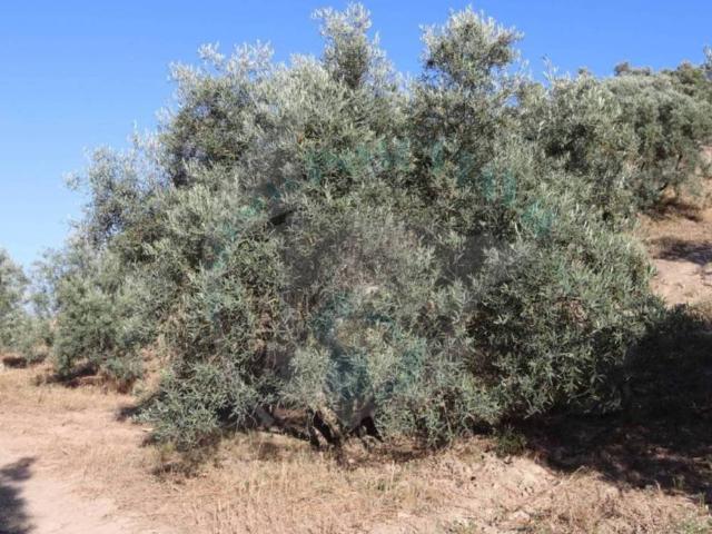 Terreno en venta en Lucena, Andalucía