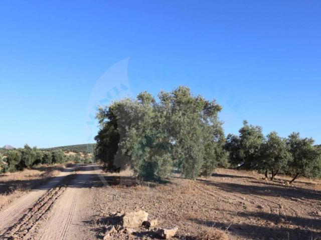 Terreno en venta en Lucena, Andalucía