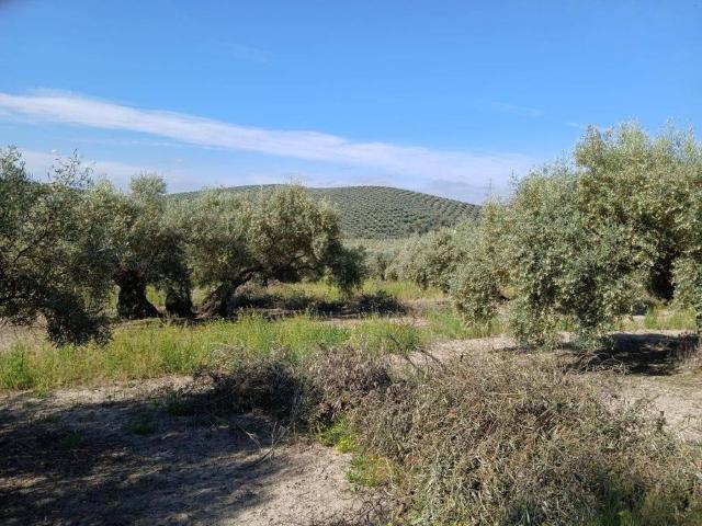 Terreno en venta en Lucena, Andalucía
