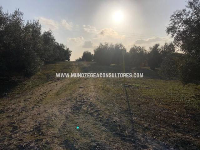 Terreno en venta en Lucena, Andalucía