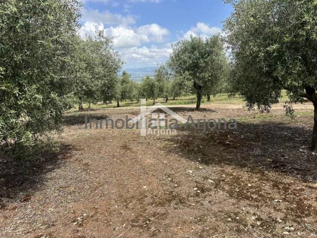 Terreno en venta en Lucena, Andalucía