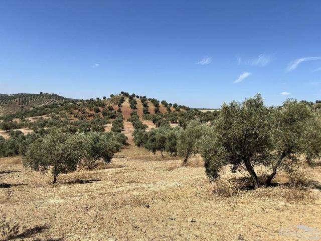 Terreno en venta en Lucena, Andalucía