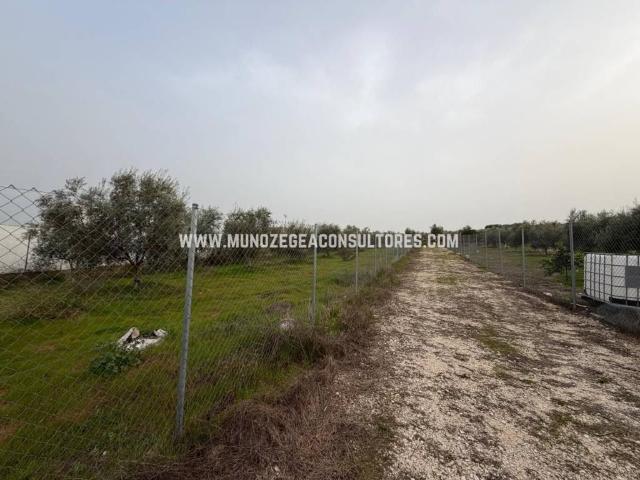 Terreno en venta en Cristo Marroquí, Lucena