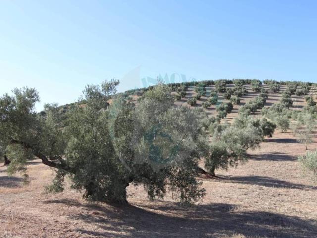 Terreno en venta en Lucena, Andalucía