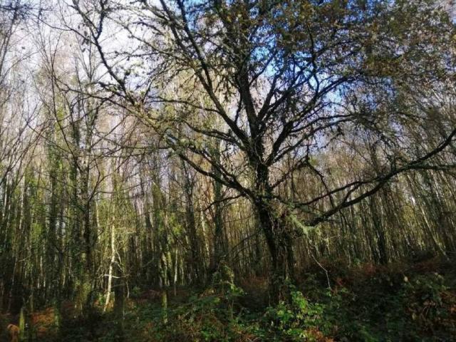 Terreno en venta en Lugo, Vilalvite