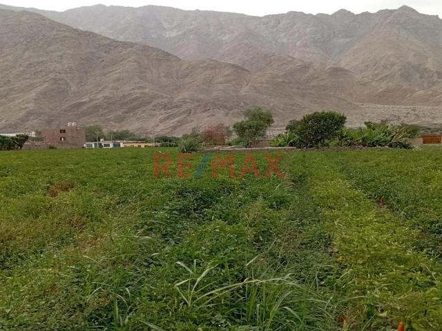 Terreno venta en Canete, Lima Metropolitana