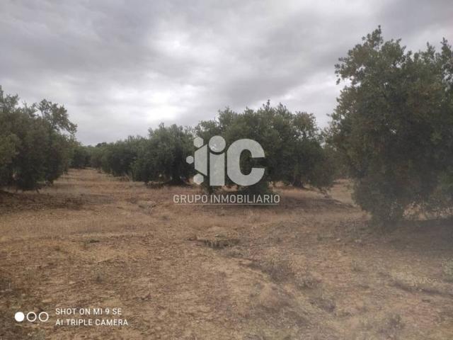Terreno en venta en Luque, Andalucía