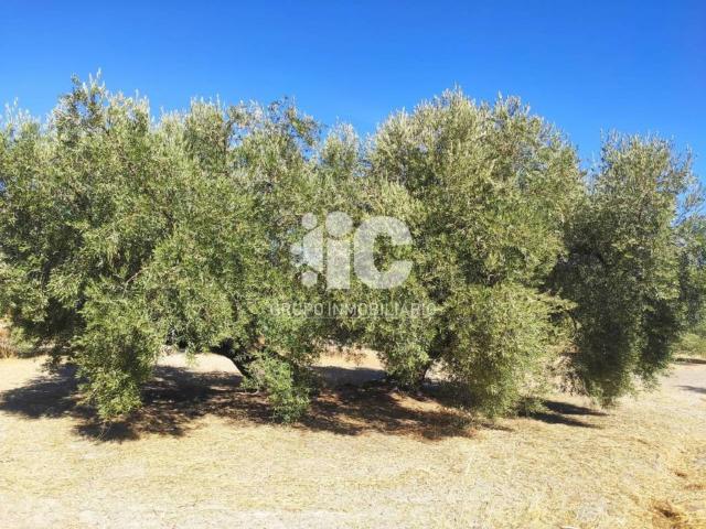 Terreno en venta en Luque, Andalucía