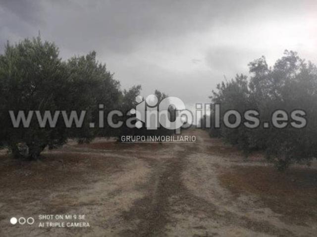 Terreno en venta en Luque, Andalucía