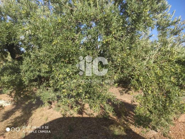 Terreno en venta en Luque, Córdoba