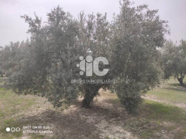 Terreno en venta en Luque, Andalucía