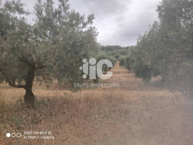 Terreno en venta en Luque, Andalucía