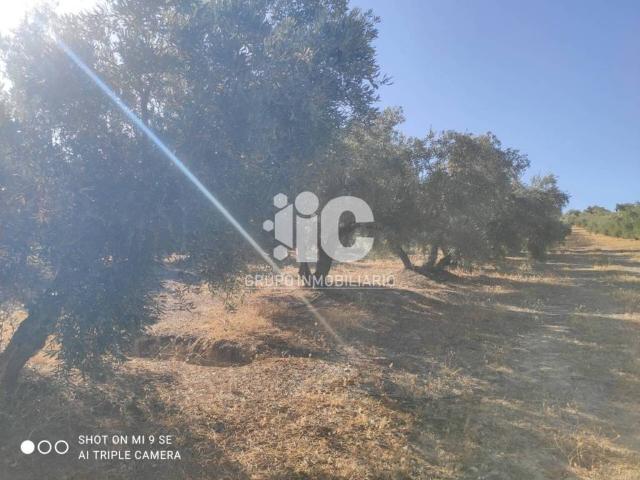 Terreno en venta en Luque, Andalucía