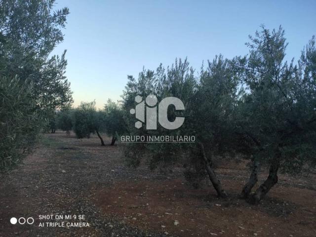 Terreno en venta en Luque, Andalucía