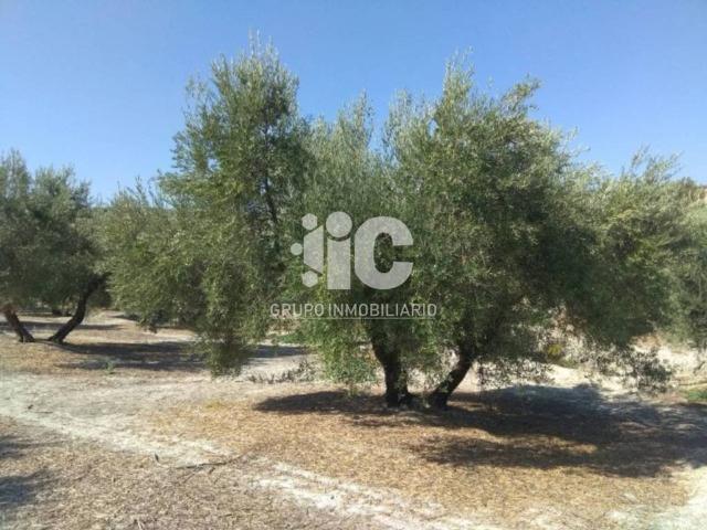 Terreno en venta en Luque, Andalucía