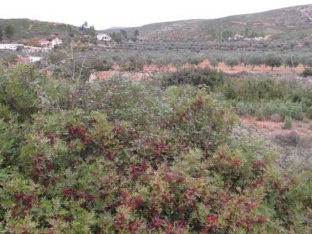 Terreno en venta en La Hoya de Buñol, Valencia