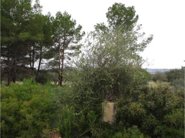 Terreno en venta en La Hoya de Buñol, Valencia